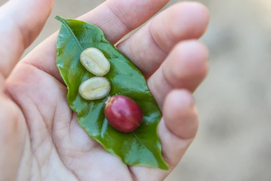 Organic Peruvian Coffee Beans